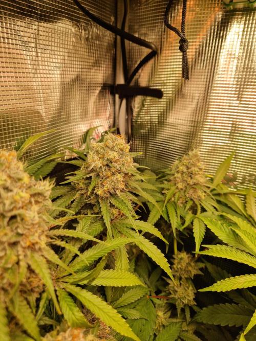 Green Gelato/Gelato Cookies/Isla Mirage. Week 13 - Green Gelato