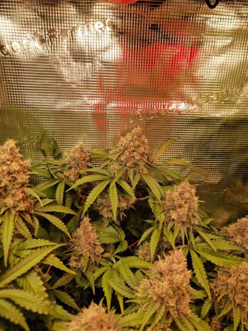 Green Gelato/Gelato Cookies/Isla Mirage. Week 13 - Green Gelato