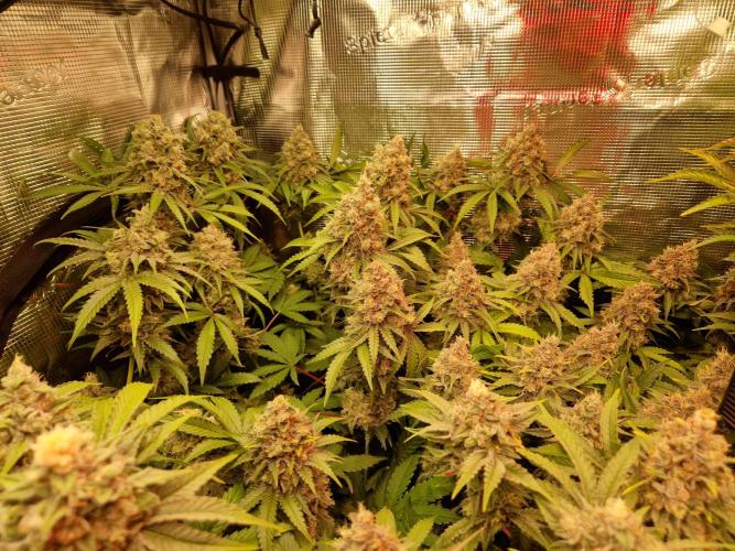 Green Gelato/Gelato Cookies/Isla Mirage. Week 13 - Green Gelato