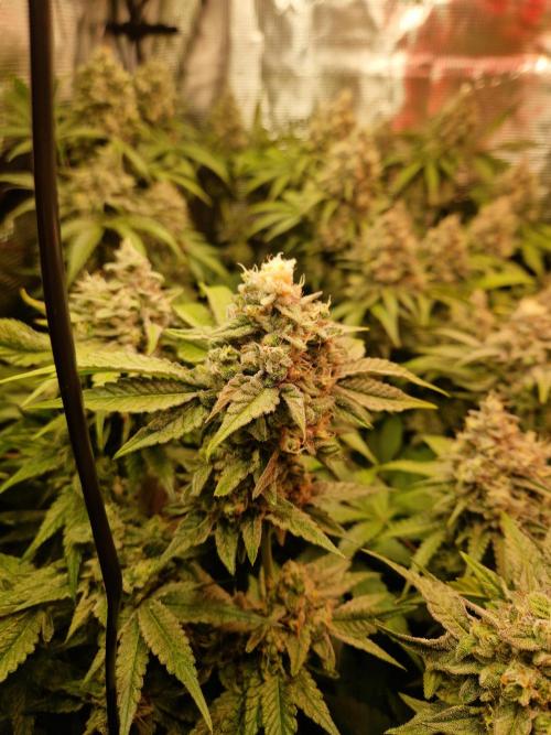 Green Gelato/Gelato Cookies/Isla Mirage. Week 13 - Gelato Cookies