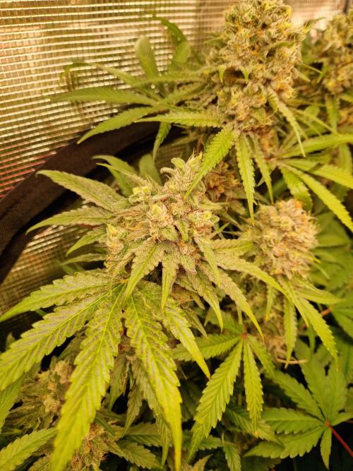Green Gelato/Gelato Cookies/Isla Mirage. Week 13 - Gelato Cookies
