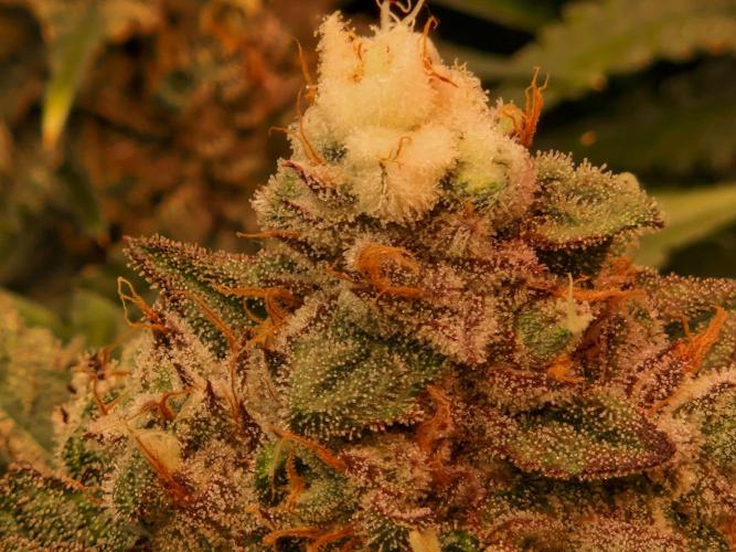 Green Gelato/Gelato Cookies/Isla Mirage. Week 13 - Gelato Cookies
