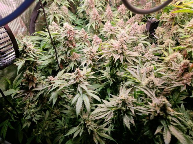 Green Gelato/Gelato Cookies/Isla Mirage. Week 13 - Gelato Cookies