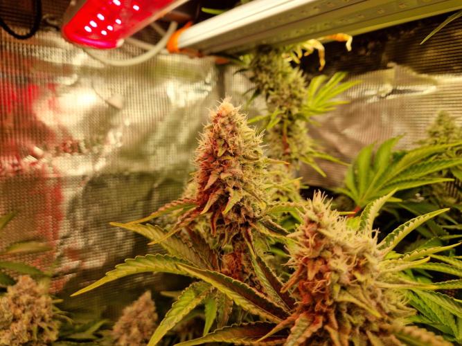 Green Gelato/Gelato Cookies/Isla Mirage. Week 13 - Isla Mirage