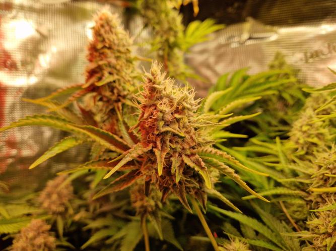 Green Gelato/Gelato Cookies/Isla Mirage. Week 13 - Isla Mirage
