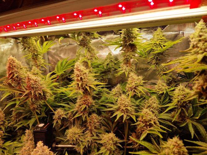 Green Gelato/Gelato Cookies/Isla Mirage. Week 13 - Isla Mirage