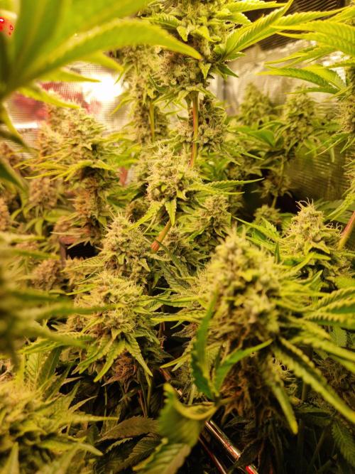 Green Gelato/Gelato Cookies/Isla Mirage. Week 13 - Isla Mirage
