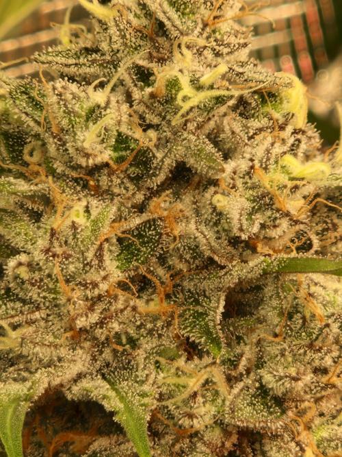 Green Gelato/Gelato Cookies/Isla Mirage. Week 13 - Green Gelato