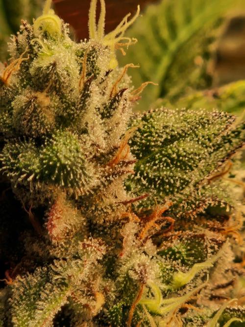 Green Gelato/Gelato Cookies/Isla Mirage. Week 13 - Gelato Cookies