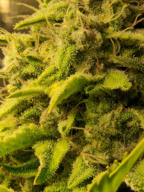 Green Gelato/Gelato Cookies/Isla Mirage. Week 13 - Isla Mirage