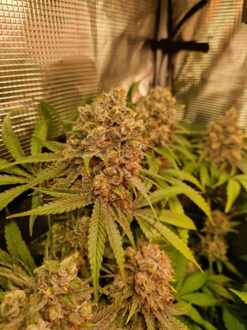 Green Gelato/Gelato Cookies/Isla Mirage. Week 14 - Green Gelato