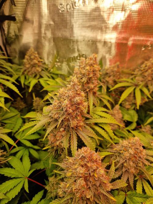 Green Gelato/Gelato Cookies/Isla Mirage. Week 14 - Green Gelato