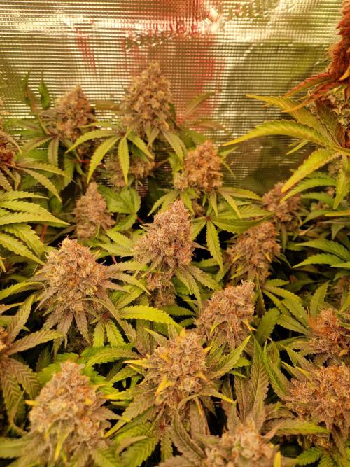 Green Gelato/Gelato Cookies/Isla Mirage. Week 14 - Green Gelato