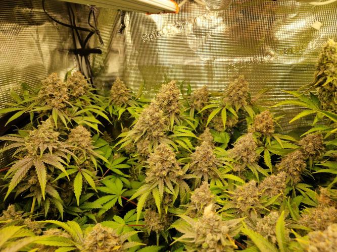 Green Gelato/Gelato Cookies/Isla Mirage. Week 14 - Green Gelato