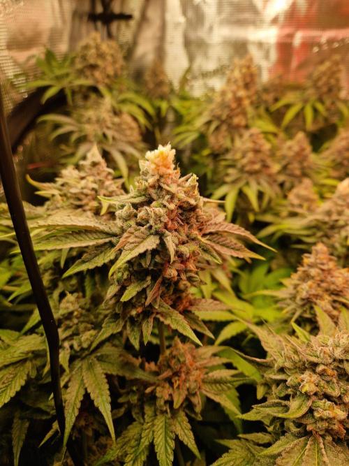 Green Gelato/Gelato Cookies/Isla Mirage. Week 14 - Gelato Cookies
