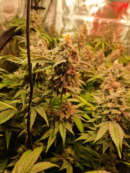Green Gelato/Gelato Cookies/Isla Mirage. Week 14 - Gelato Cookies