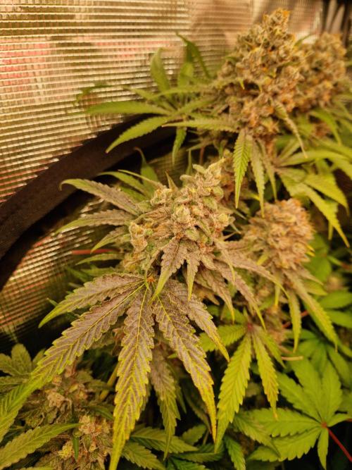 Green Gelato/Gelato Cookies/Isla Mirage. Week 14 - Gelato Cookies