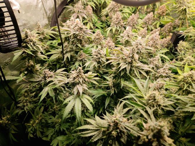 Green Gelato/Gelato Cookies/Isla Mirage. Week 14 - Gelato Cookies