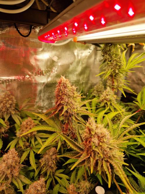 Green Gelato/Gelato Cookies/Isla Mirage. Week 14 - Isla Mirage 