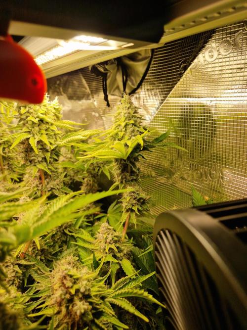 Green Gelato/Gelato Cookies/Isla Mirage. Week 14 - Isla Mirage 