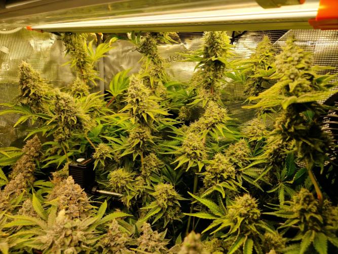 Green Gelato/Gelato Cookies/Isla Mirage. Week 14 - Isla Mirage 