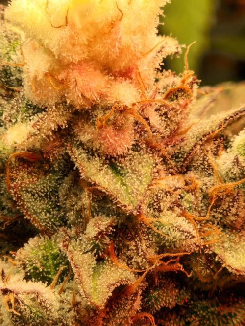Green Gelato/Gelato Cookies/Isla Mirage. Week 14 - Gelato Cookies