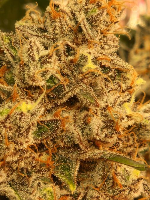 Green Gelato/Gelato Cookies/Isla Mirage. Week 14 - Green Gelato