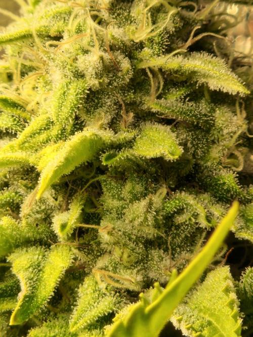 Green Gelato/Gelato Cookies/Isla Mirage. Week 14 - Isla Mirage 