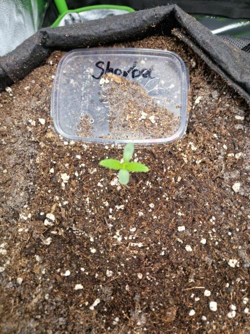 Sherbet Queen Auto. Week 0