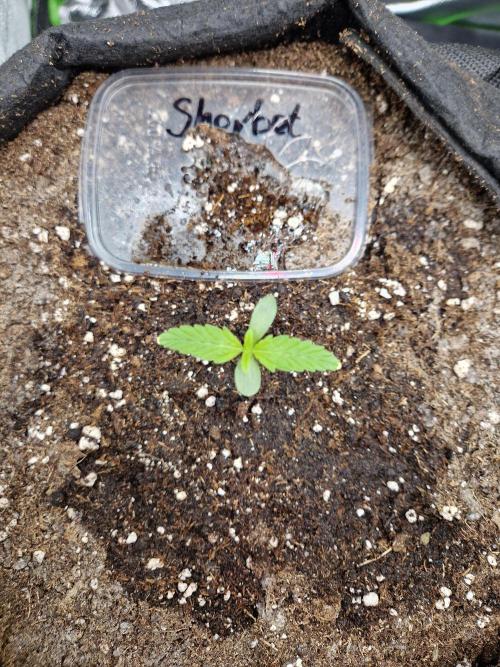 Sherbet Queen Auto. Week 0