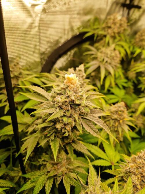 Green Gelato/Gelato Cookies/Isla Mirage. Week 15 - Gelato Cookies