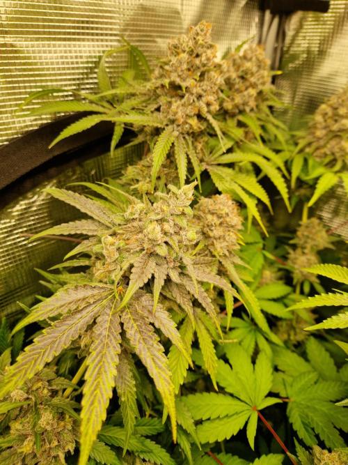 Green Gelato/Gelato Cookies/Isla Mirage. Week 15 - Gelato Cookies