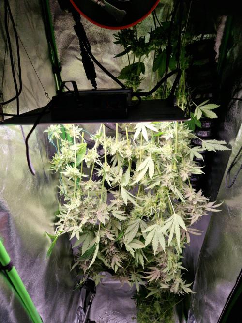 Green Gelato/Gelato Cookies/Isla Mirage. Week 15 - Gelato Cookies