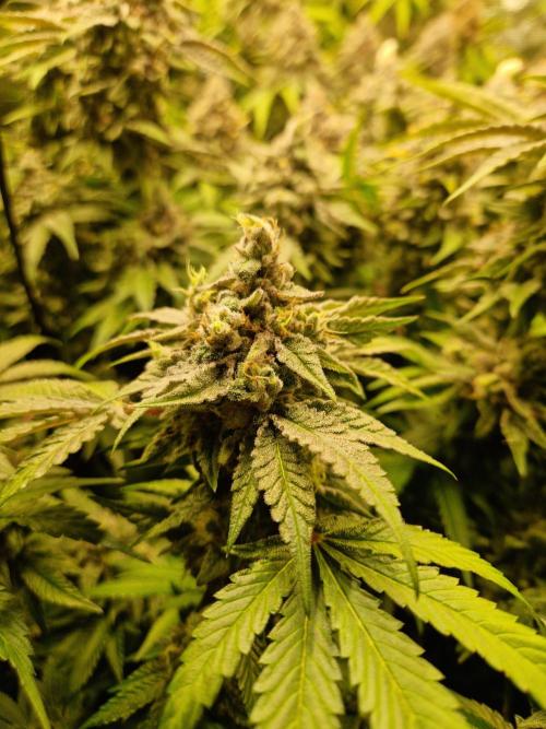 Green Gelato/Gelato Cookies/Isla Mirage. Week 15 - Gelato Cookies