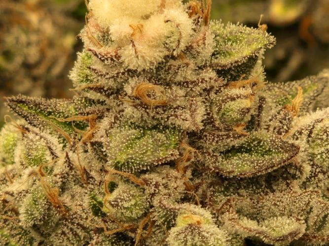 Green Gelato/Gelato Cookies/Isla Mirage. Week 15 - Gelato Cookies