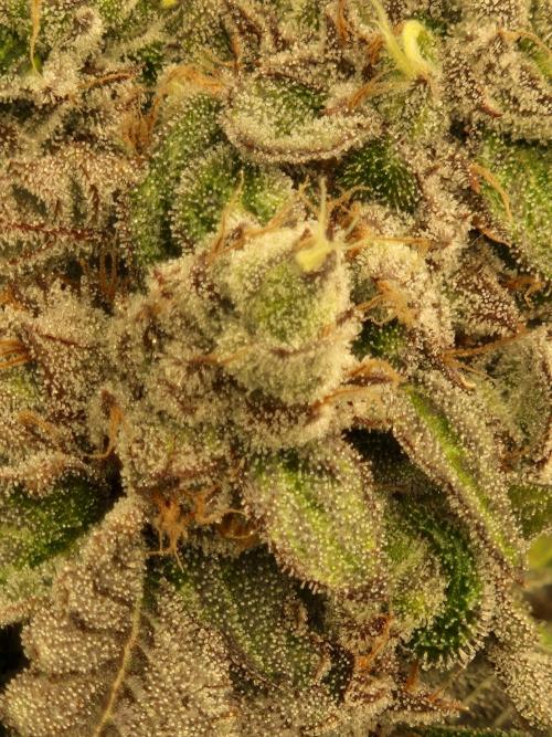 Green Gelato/Gelato Cookies/Isla Mirage. Week 15 - Gelato Cookies