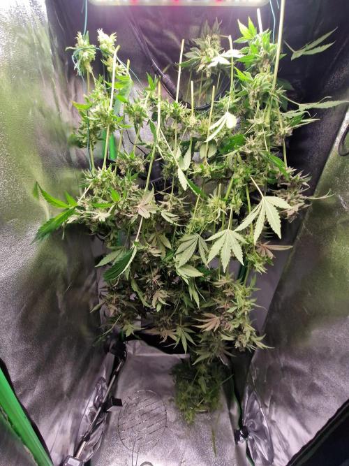 Green Gelato/Gelato Cookies/Isla Mirage. Week 15 - Gelato Cookies