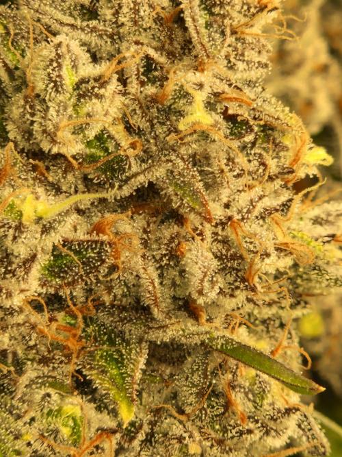 Green Gelato/Gelato Cookies/Isla Mirage. Week 15 - Green Gelato