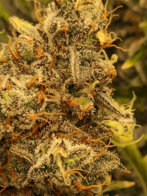 Green Gelato/Gelato Cookies/Isla Mirage. Week 15 - Green Gelato