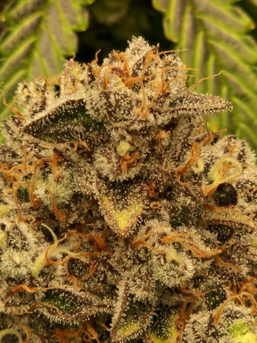 Green Gelato/Gelato Cookies/Isla Mirage. Week 15 - Green Gelato