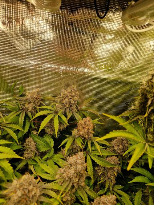 Green Gelato/Gelato Cookies/Isla Mirage. Week 15 - Green Gelato