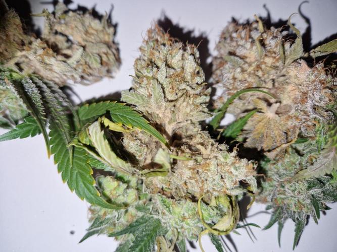 Green Gelato/Gelato Cookies/Isla Mirage. Week 15 - Green Gelato
