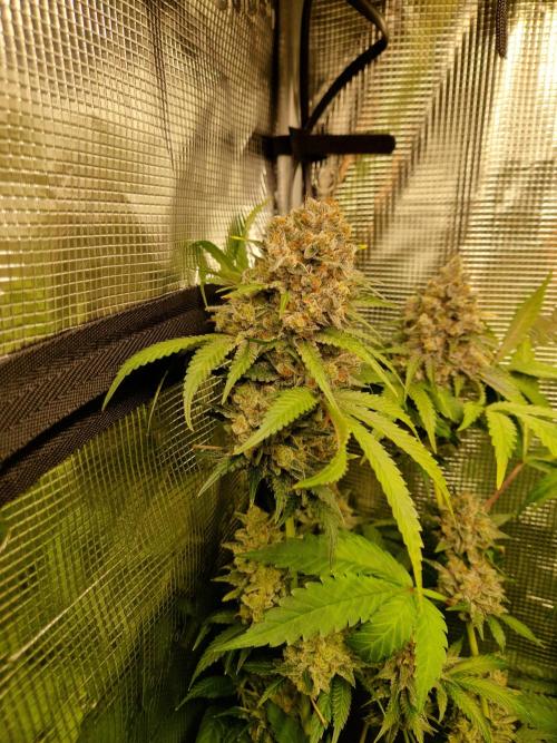 Green Gelato/Gelato Cookies/Isla Mirage. Week 15 - Green Gelato