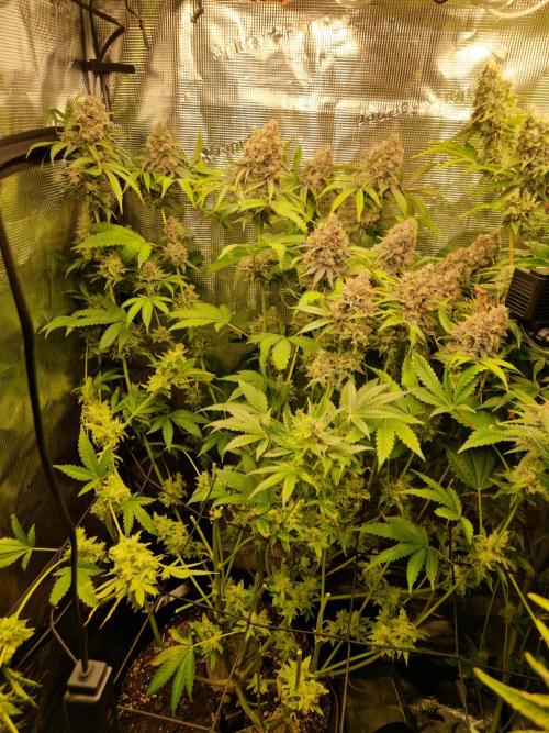 Green Gelato/Gelato Cookies/Isla Mirage. Week 15 - Green Gelato