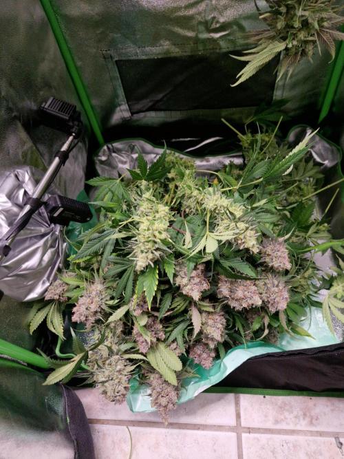 Green Gelato/Gelato Cookies/Isla Mirage. Week 15 - Green Gelato
