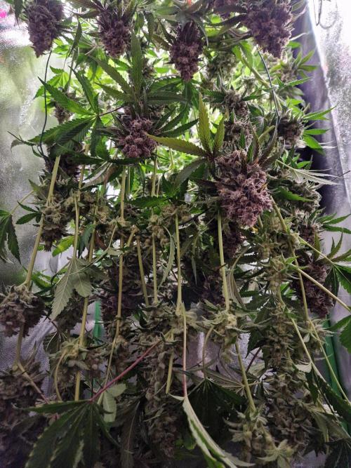 Green Gelato/Gelato Cookies/Isla Mirage. Week 15 - Green Gelato