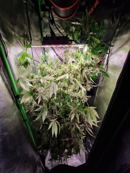 Green Gelato/Gelato Cookies/Isla Mirage. Week 15 - Green Gelato