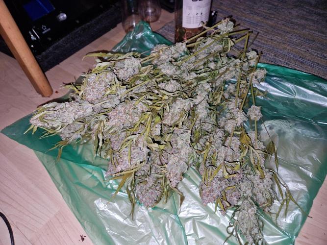 Green Gelato/Gelato Cookies/Isla Mirage. Week 15 - Green Gelato