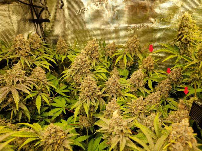 Green Gelato/Gelato Cookies/Isla Mirage. Week 15