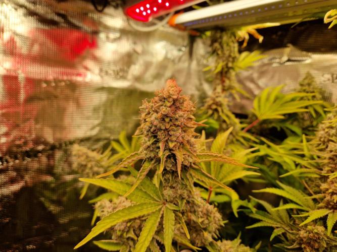 Green Gelato/Gelato Cookies/Isla Mirage. Week 15